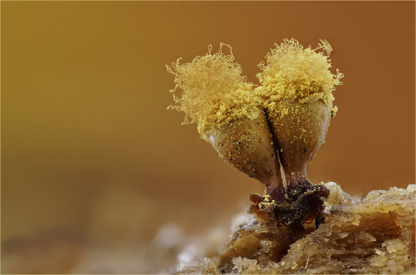 Hemitrichia calyculata