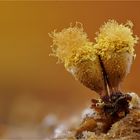 Hemitrichia calyculata