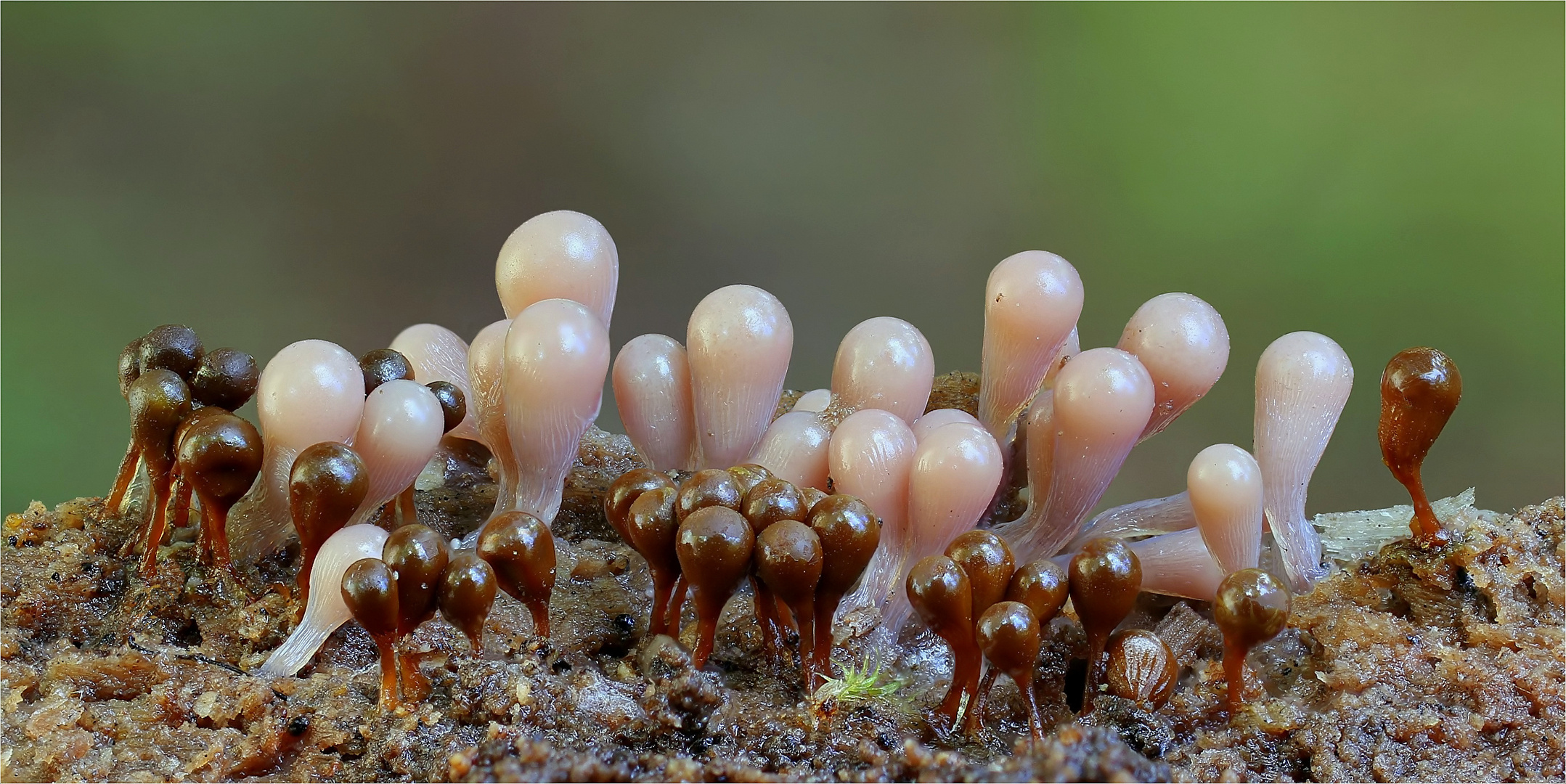 Hemitrichia calyculata Foto & Bild makro, natur, pilz Bilder auf
