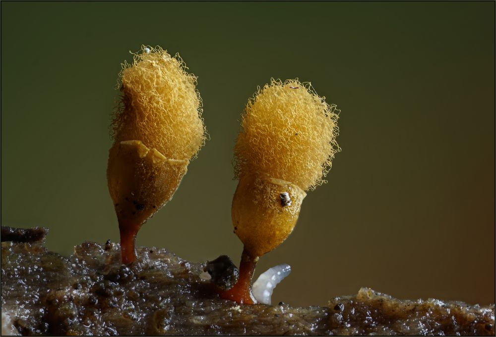 Hemitrichia calyculata Foto & Bild pflanzen, pilze & flechten, pilze