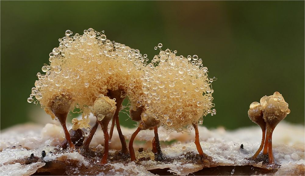 Hemitrichia calyculata 2 Foto & Bild pflanzen, pilze & flechten