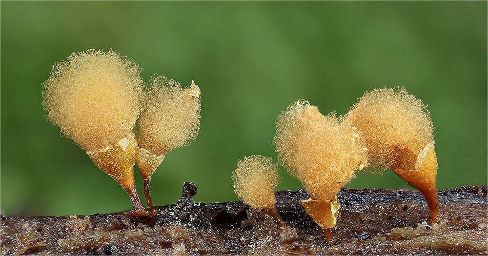 Hemitrichia calyculata 