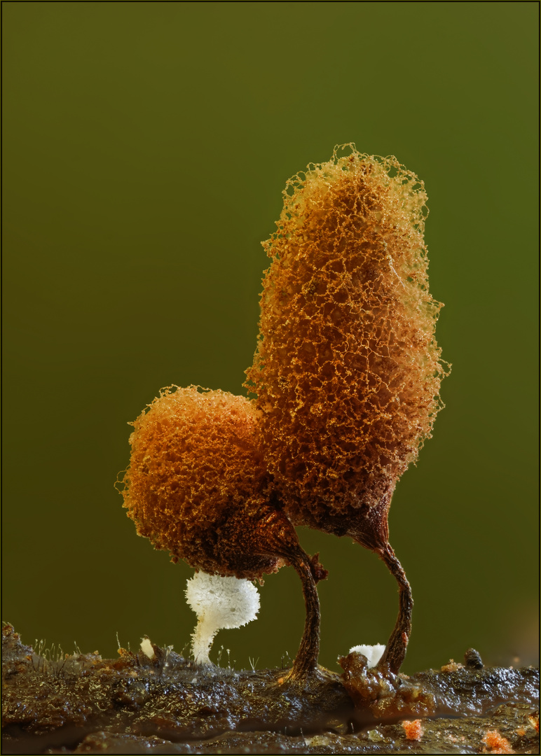 Hemitrichia calyculata...