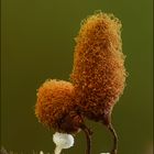 Hemitrichia calyculata...