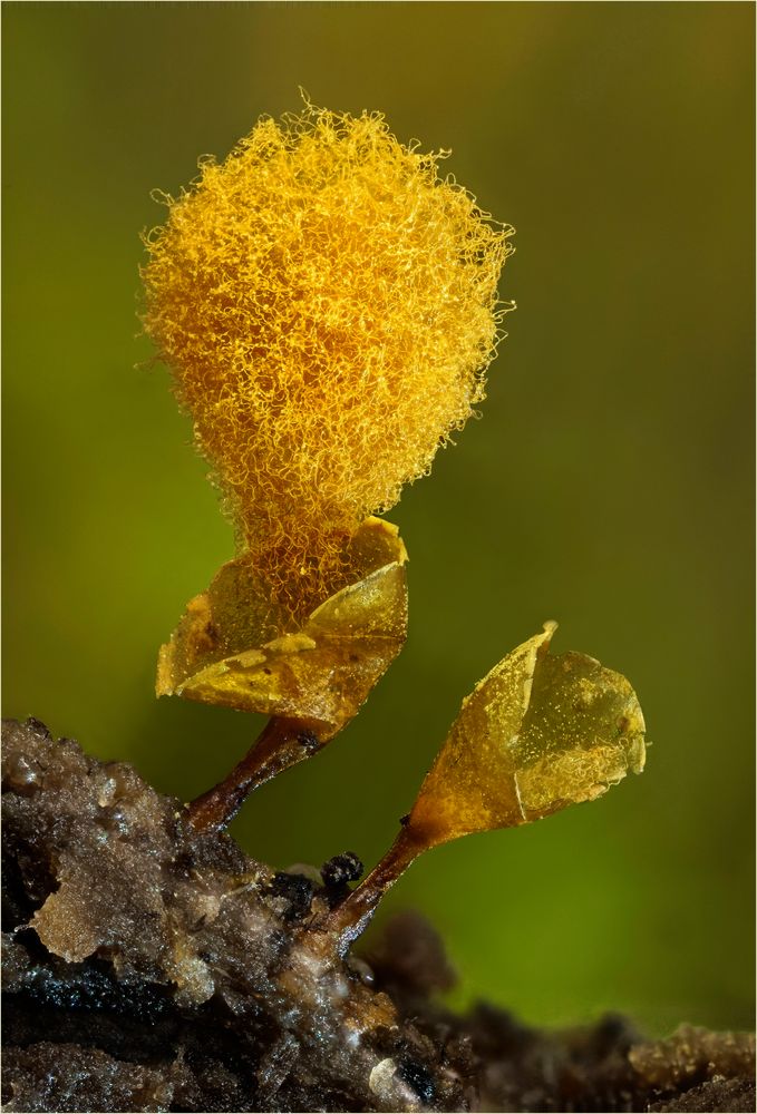 Hemitrichia calyculata Foto & Bild makro, natur, nahaufnahme Bilder