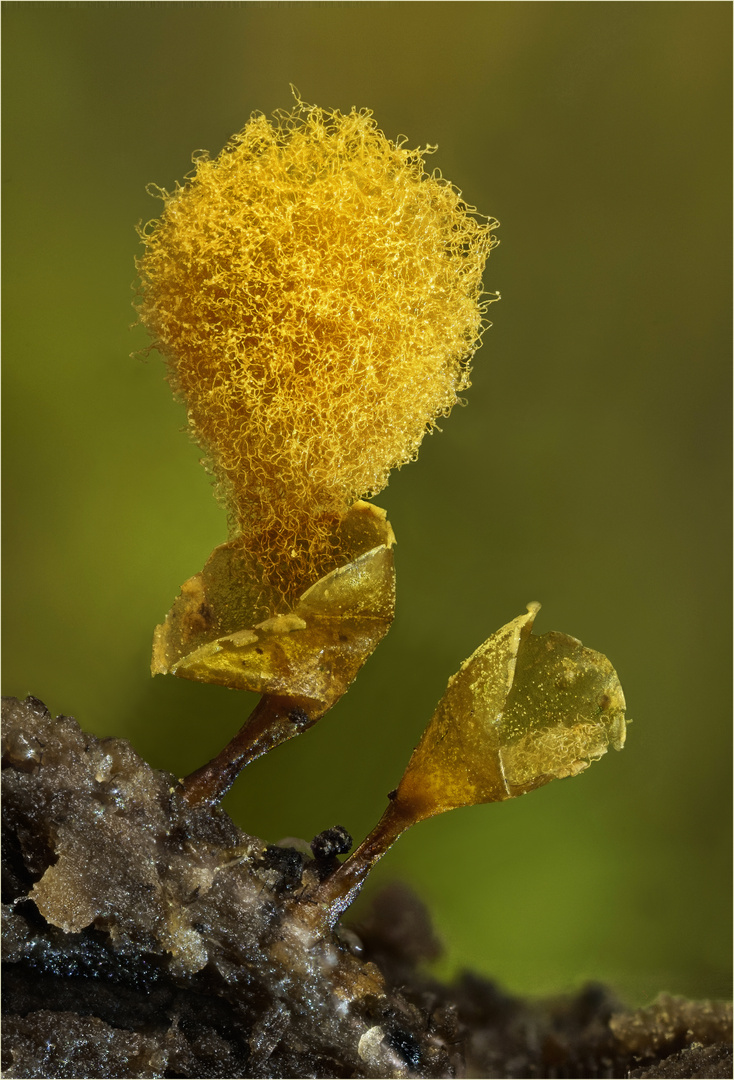 Hemitrichia calyculata  