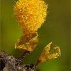 Hemitrichia calyculata  