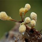 Hemitrichia calyculata