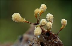 Hemitrichia calyculata