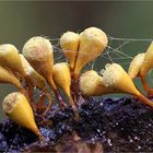 Hemitrichia calyculata