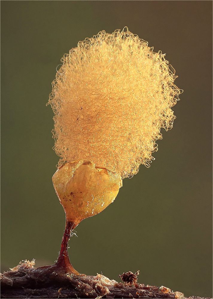 Hemitrichia calyculata