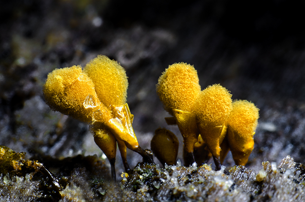 Hemitrichia calyculata (Kelch-Scheinhaarstäubling)