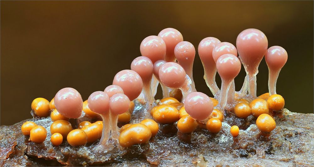 hemitrichia calyculata und trichia varia