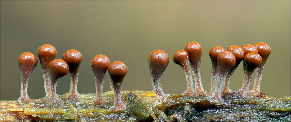 Hemitrichia clavata