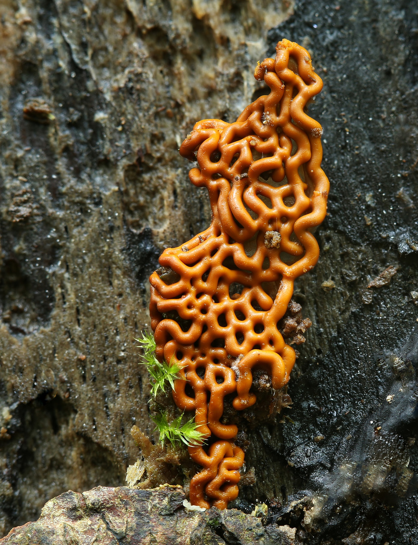 Hemitrichia serpula