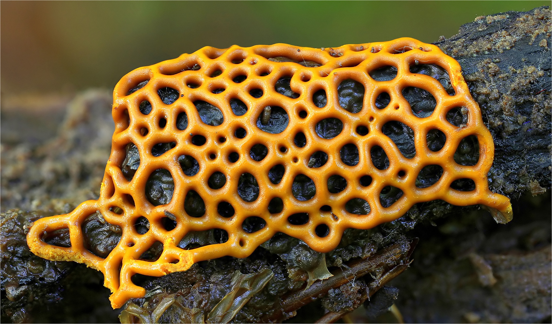 Hemitrichia serpula Foto & Bild pflanzen, pilze & flechten, pilze