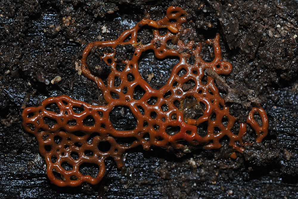 Hemitrichia serpula – Russisch Brot unter den Schleimpilzen 01