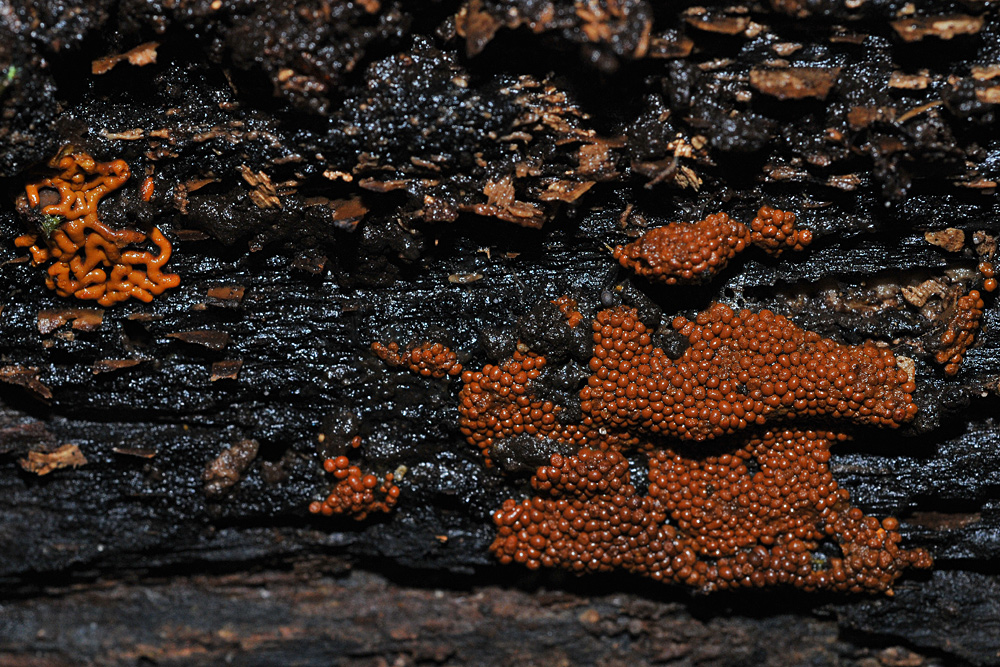 Hemitrichia serpula – Russisch Brot unter den Schleimpilzen 02