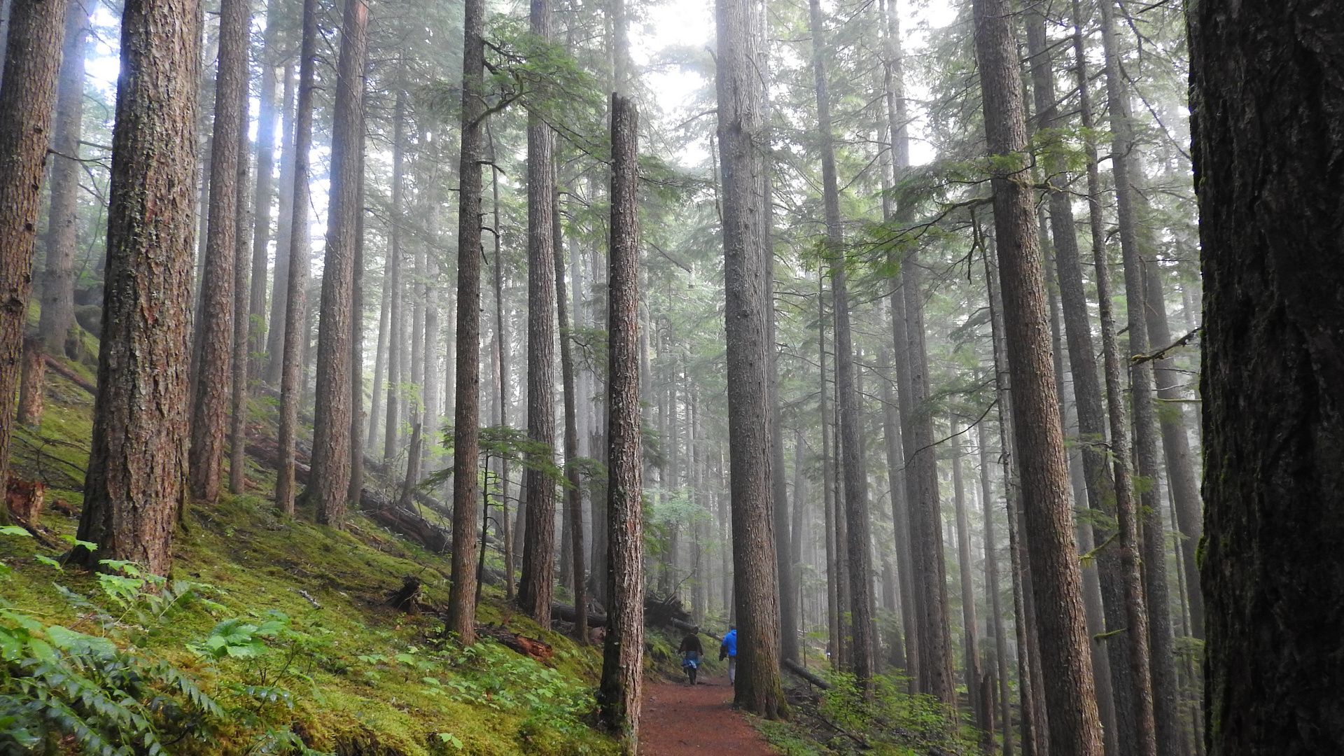 Hemlocktannen im Mount Rainier National Park