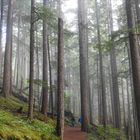 Hemlocktannen im Mount Rainier National Park