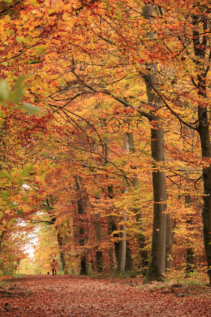 Hemmingen forest