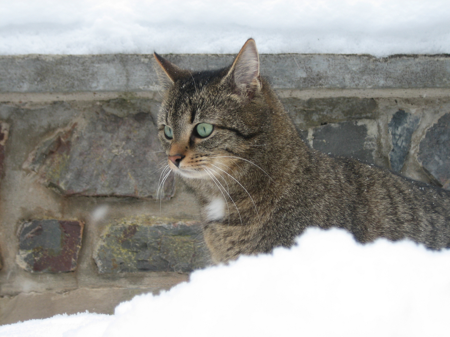 Hemmper mein Schneekater