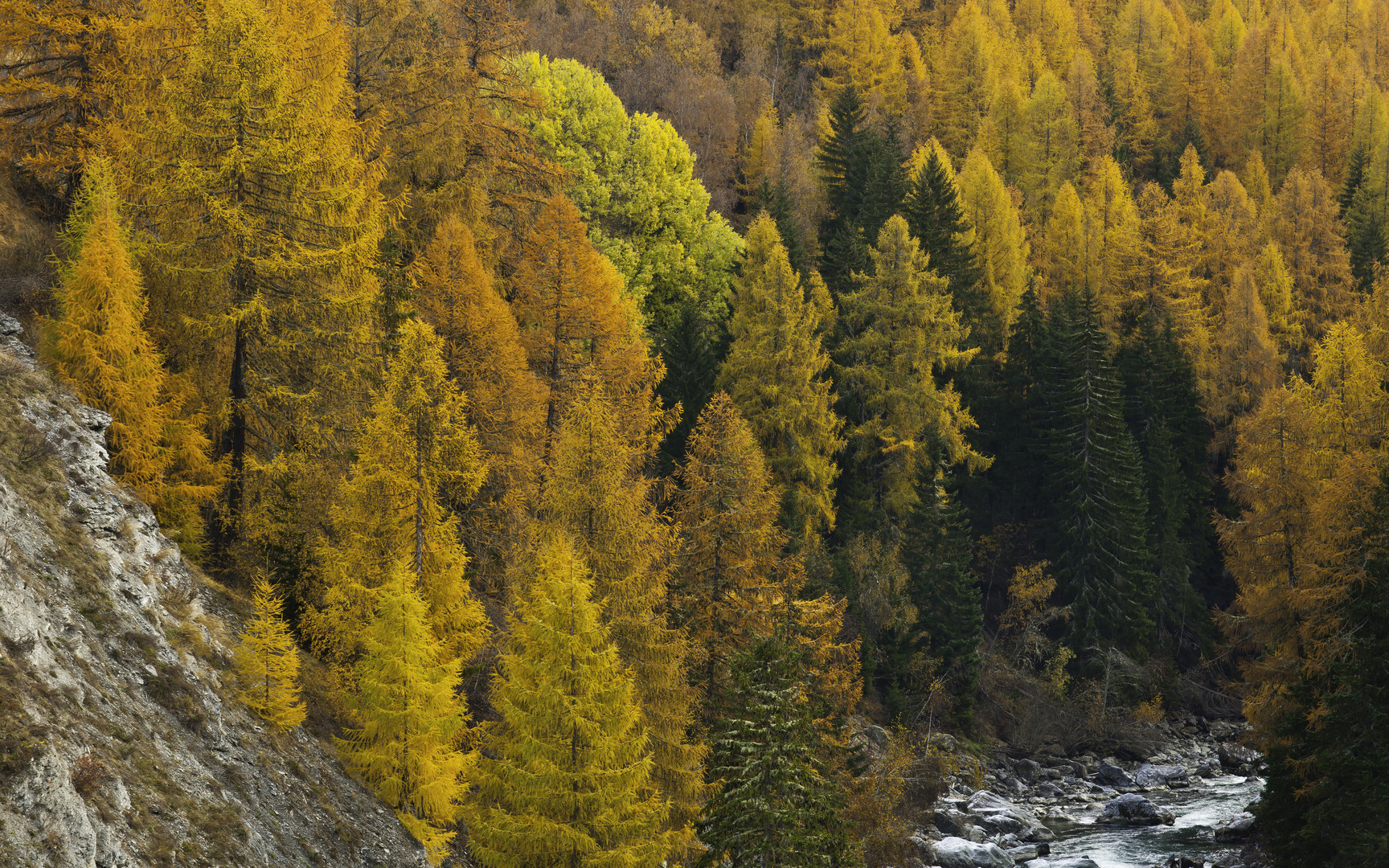 Hemmungslos powert der Herbstwald (I)