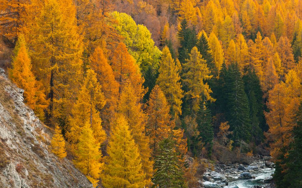 Hemmungslos powert der Herbstwald (I)