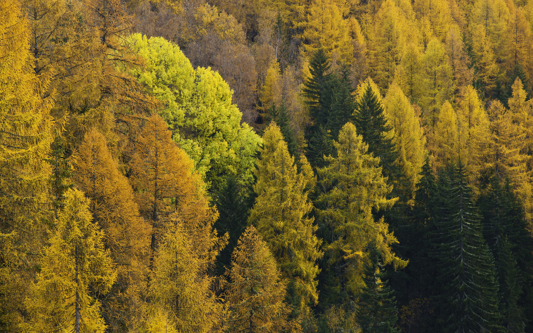 Hemmungslos powert der Herbstwald (II)