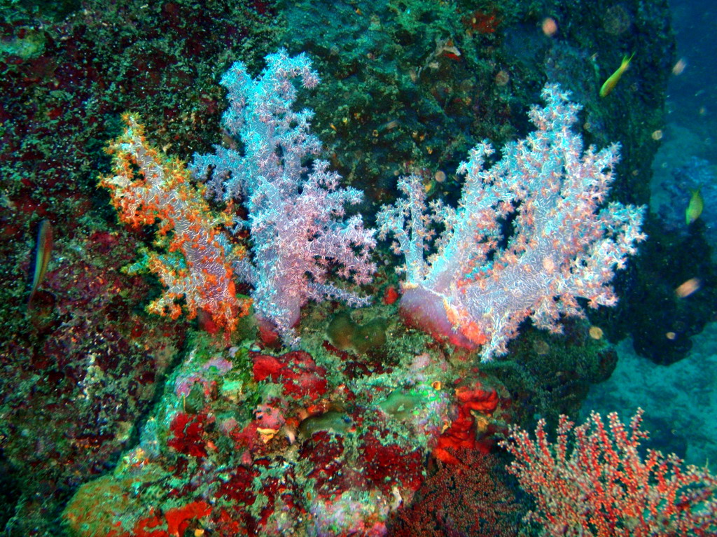 Hemprich's Soft Coral