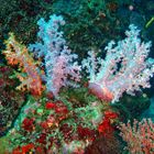 Hemprich's Soft Coral