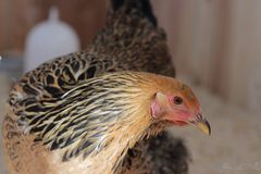 Hen.