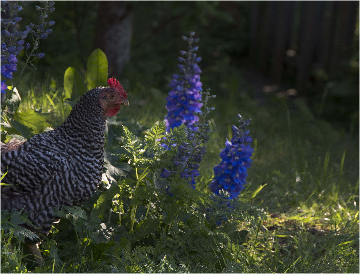 Hen in sunset