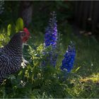 Hen in sunset