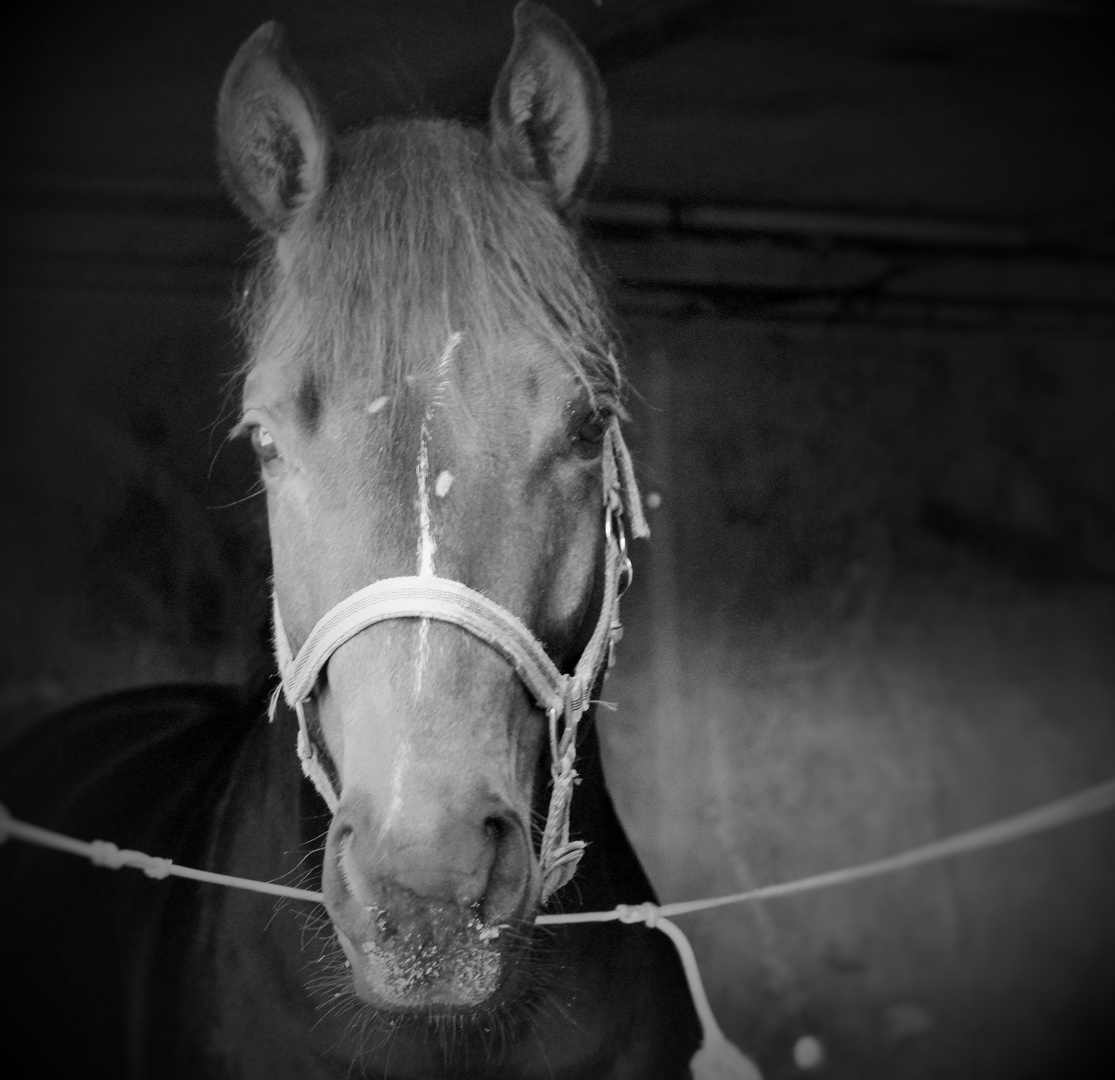 Hengst Foto & Bild tiere, tierfreundschaften, hengst Bilder auf