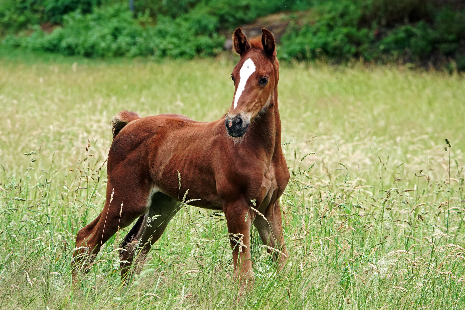 Hengst Fohlen