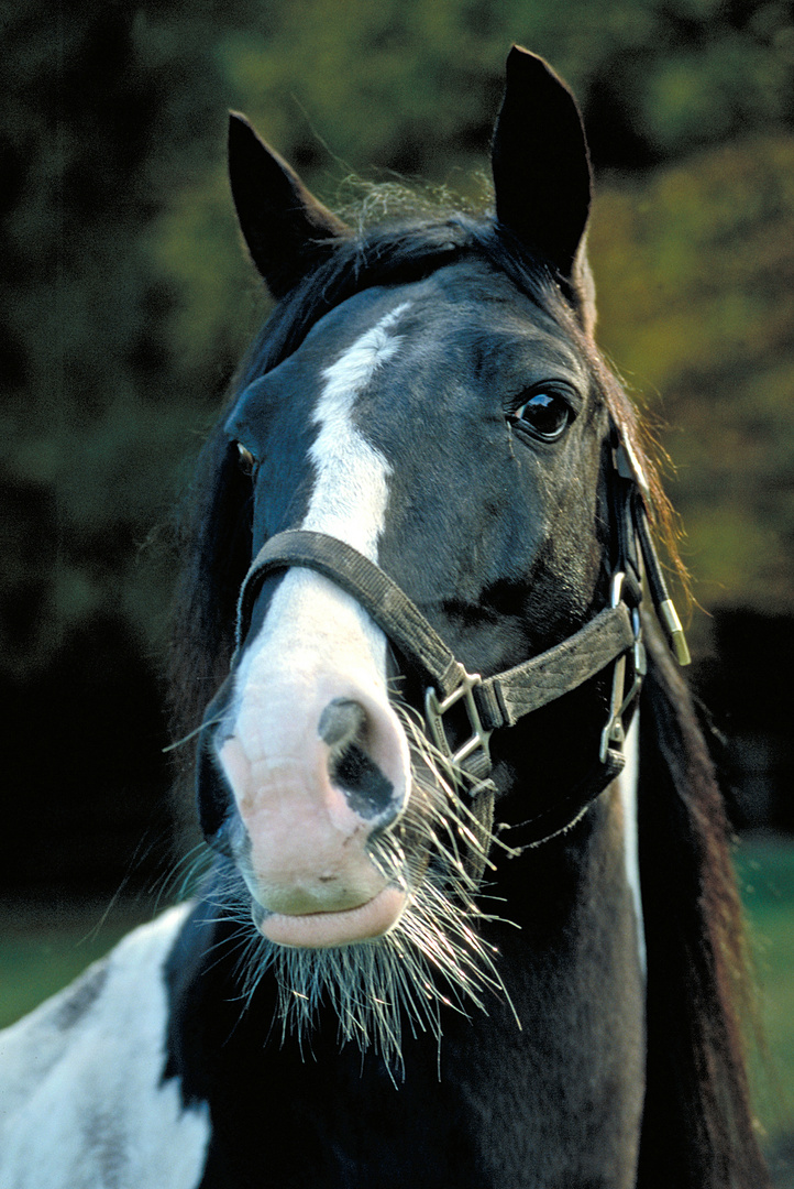 Hengst-Portrait