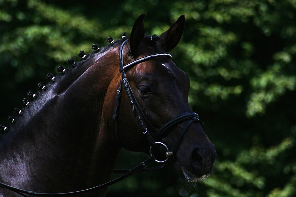 Hengst Trakehner