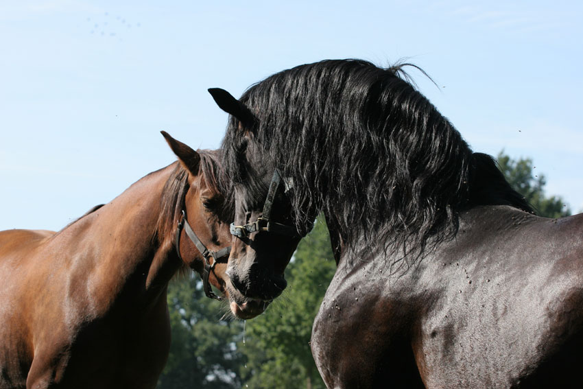 Hengst und Stute Foto & Bild tiere, haustiere, pferde, esel