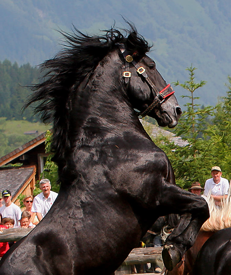 Hengstauftrieb