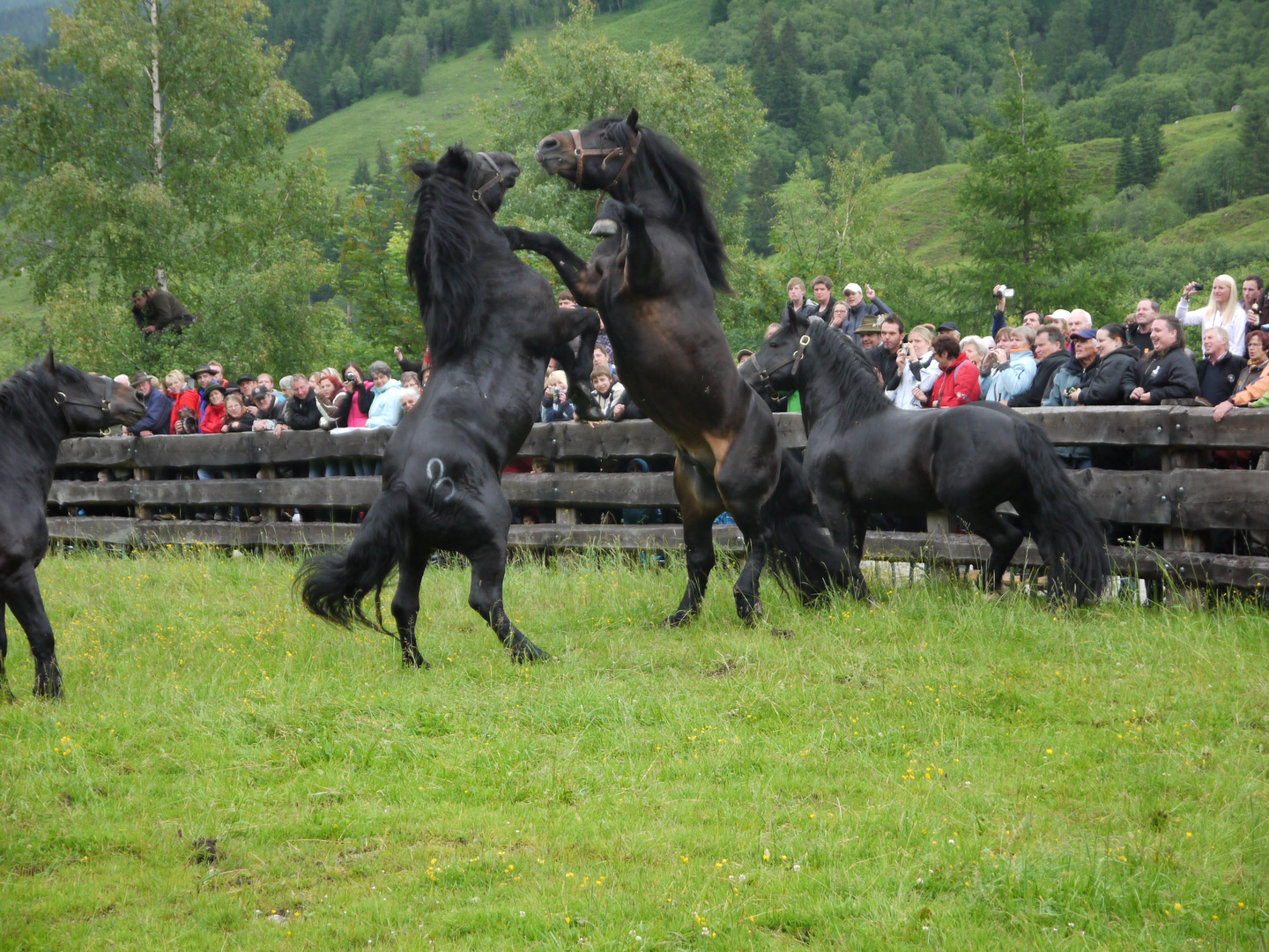 Hengstauftrieb