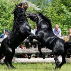 Hengstauftrieb in Rauris (A)