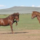 Hengste in der Mongolei