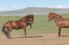 Hengste in der Mongolei