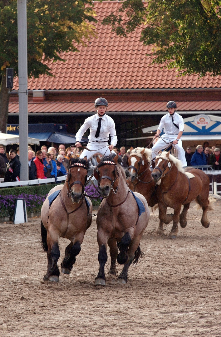 Hengstparade 2 Warendorf 2012