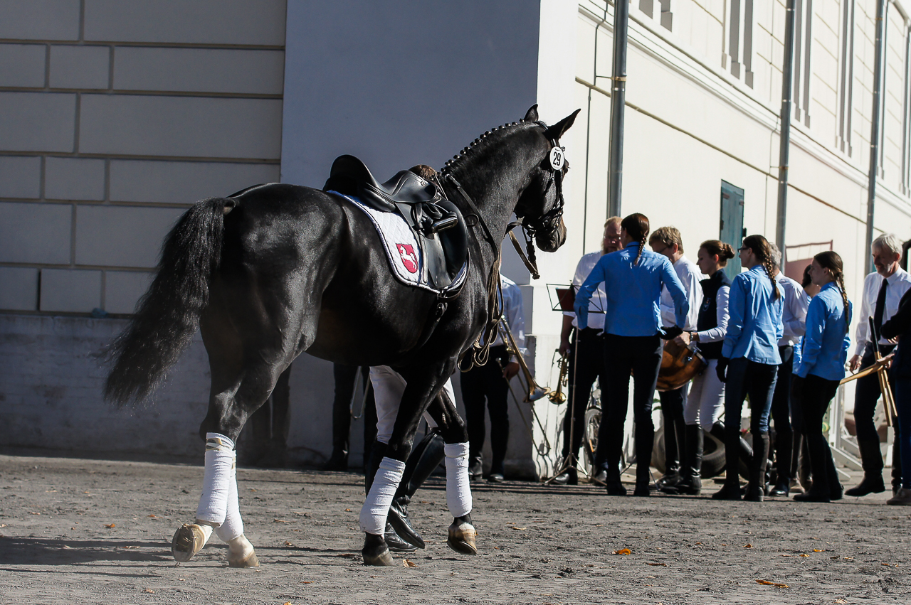 Hengstparade