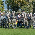 Hengstparade Gestüt Neustadt / Dosse 