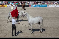 Hengstparade in Marbach 3