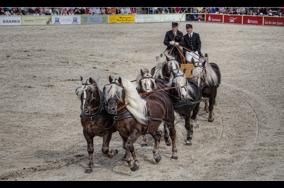 Hengstparade in Marbach 5