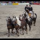 Hengstparade in Marbach 5